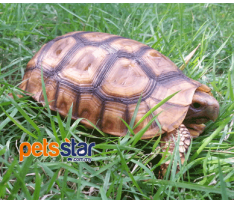 Bell's Hinge Back Tortoise